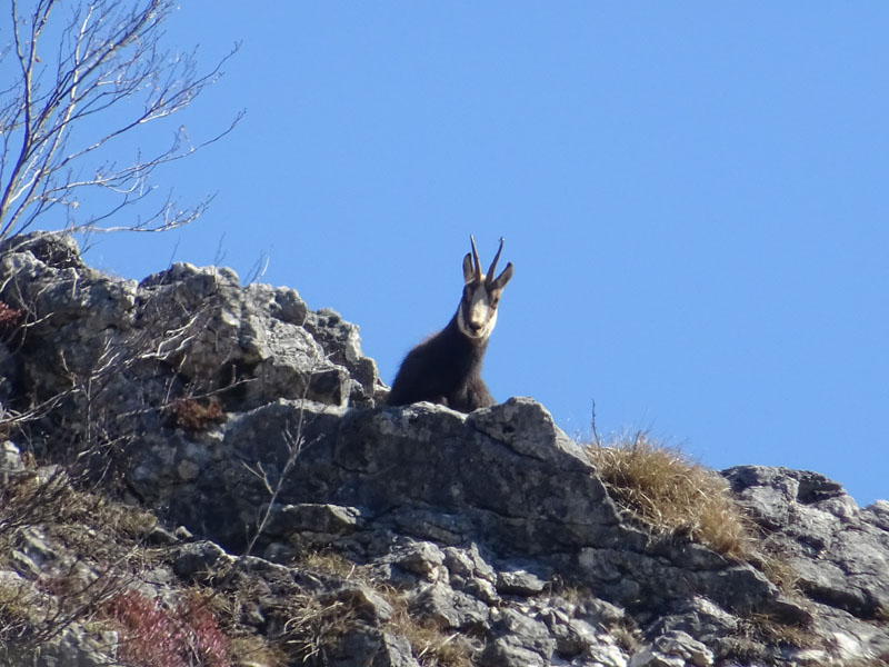 Rupicapra rupicapra.....dal Trentino Alto Adige